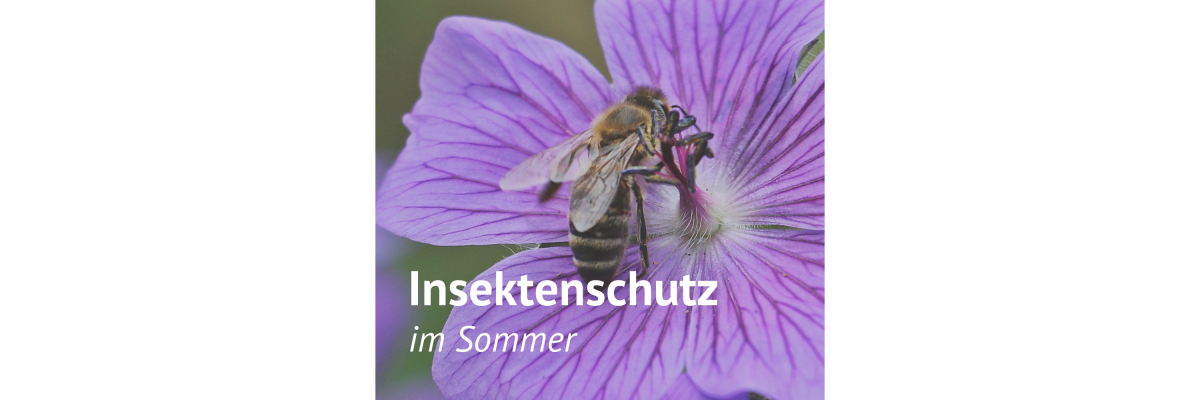 Insektenschutz im Sommer – so funktioniert’s - 