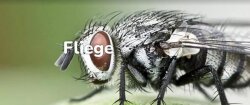 Nexa Lotte Insektenj&auml;ger Fleckenlos inkl. 5 Klebebl&auml;tter